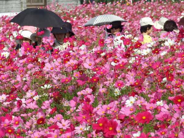 コスモス見物1